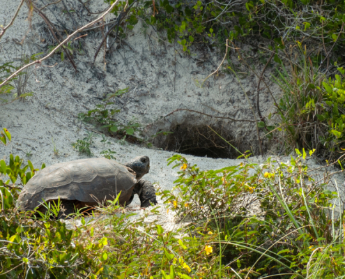 gopher burrow