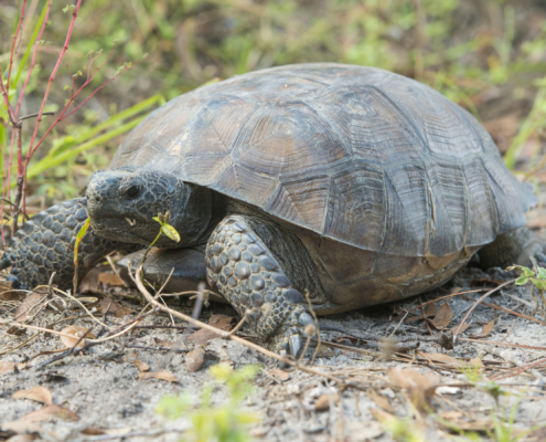 gopher turtle eating grass