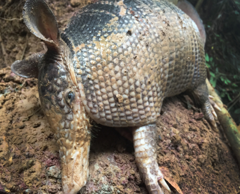 injured armadillo
