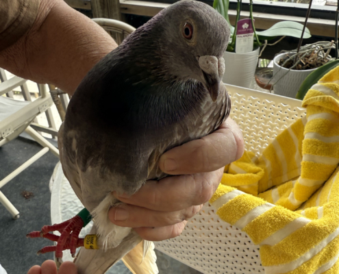 rescue homing pigeon