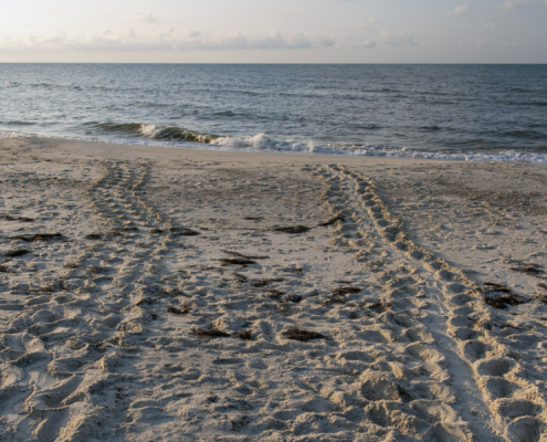 tracks